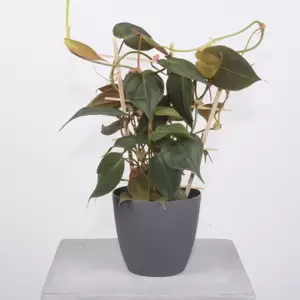 Philodendron Micans op rek