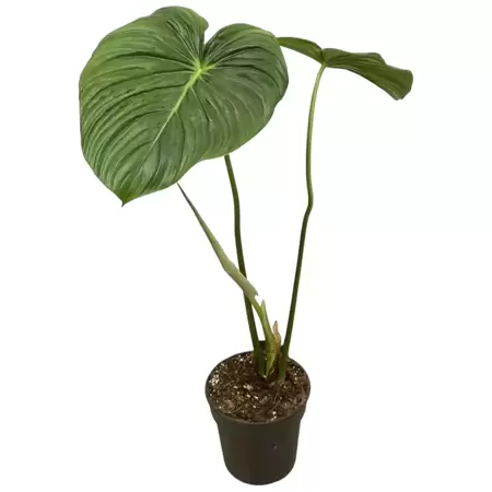 Philodendron Pastazanum