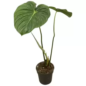 Philodendron Pastazanum - image 2