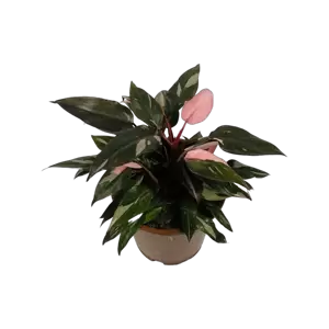 Philodendron Pink Princess