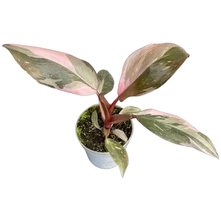 Philodendron Pink Princess Mini