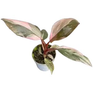 Philodendron Pink Princess Mini