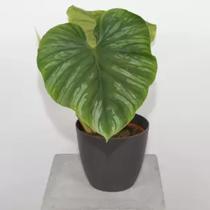 Philodendron Plowmanii