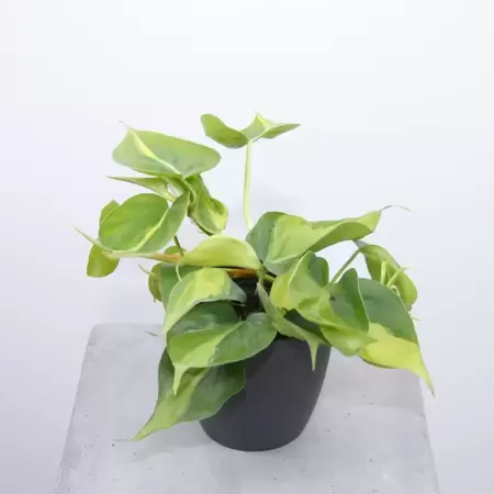 Philodendron Scandens Brasil