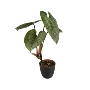 Philodendron Sodiroi