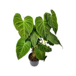 Philodendron Splendid