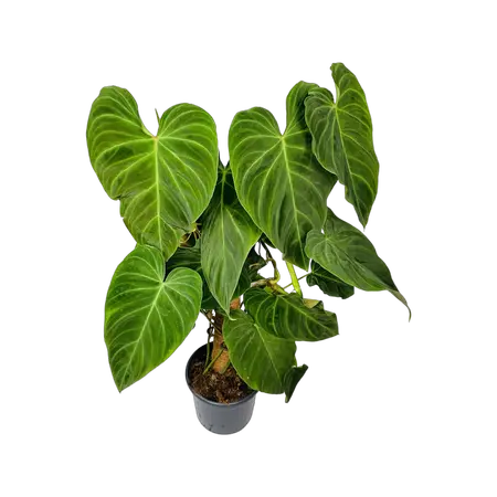 Philodendron Splendid