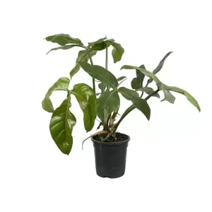 Philodendron Tripartitum - afbeelding 1