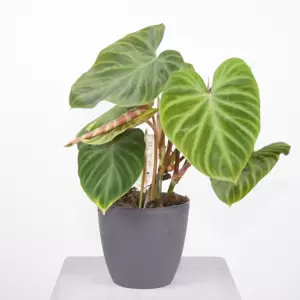 Philodendron Verrucosum