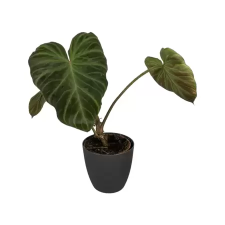 Philodendron Verrucosum Small
