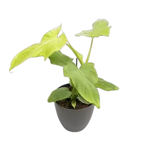 Philodendron Violin Gold