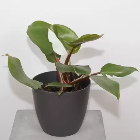 Philodendron White Knight