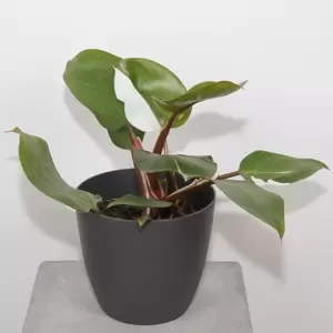 Philodendron White Knight