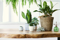 Planten