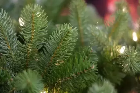 Feel Real Bayberry Hinged 152 cm kunstkerstboom - afbeelding 4