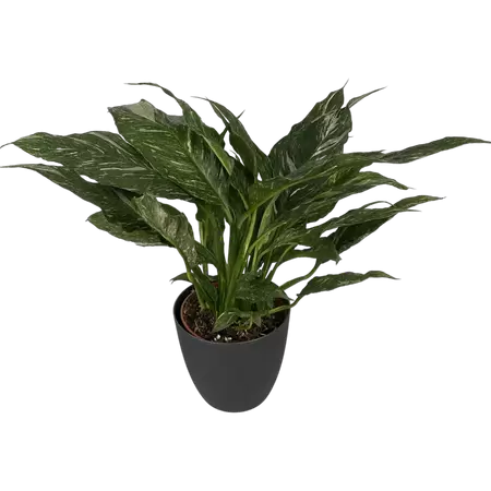 Spathiphyllum Diamond Variegata