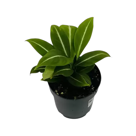 Spathiphyllum Silver Streak