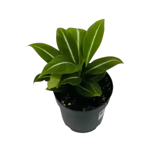 Spathiphyllum Silver Streak