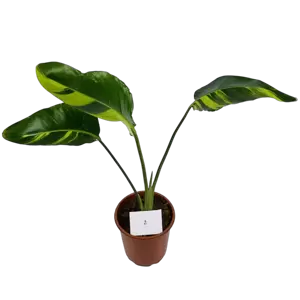 Strelitzia Nicolai Variegata - afbeelding 4