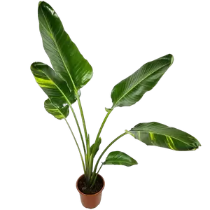 Strelitzia Nicolai Variegata - afbeelding 2