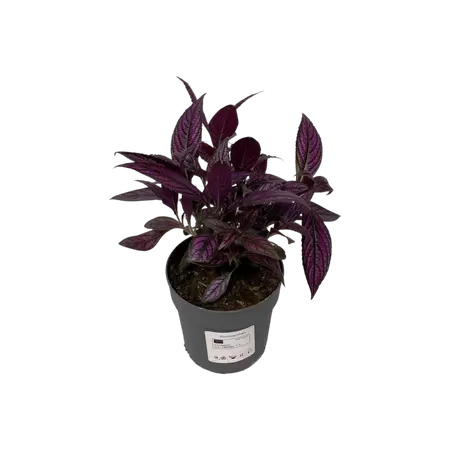 Strobilanthes Dyerianus