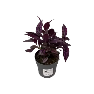 Strobilanthes Dyerianus