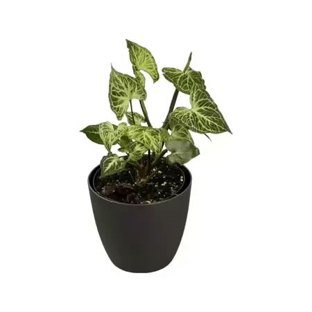 Syngonium Batik