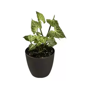 Syngonium Batik