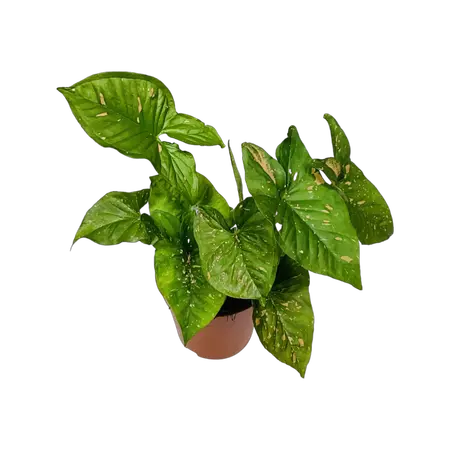 Syngonium Pink iIlusion