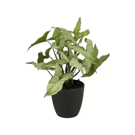 Syngonium Podophyllum Nguengi Laima