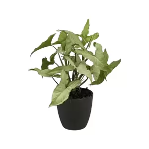 Syngonium Podophyllum Nguengi Laima