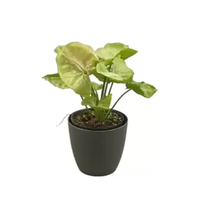 Syngonium Roxanna