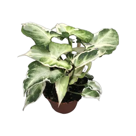 Syngonium Three Kings mini