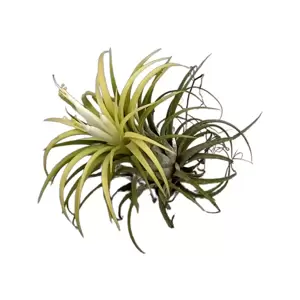 Tillandsia Ionantha Green