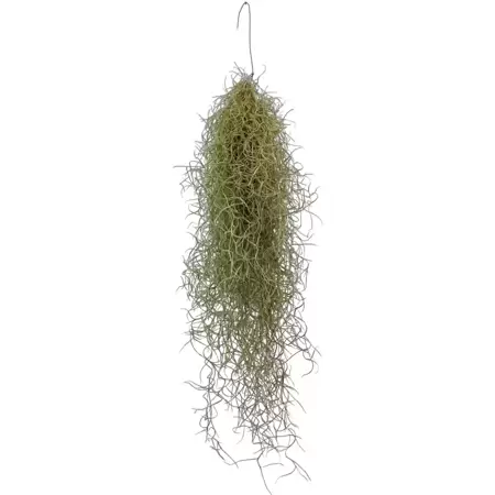 Tillandsia Usneoides