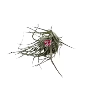 Tilllandsia Cotton Candy 