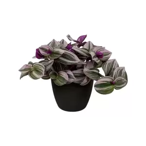 Tradescantia Nanouk