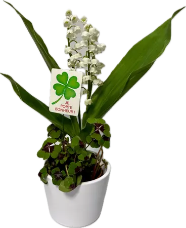 Trèfle à quatre feuilles avec muguet dans un pot en céramique blanc