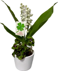 Trèfle à quatre feuilles avec muguet dans un pot en céramique blanc