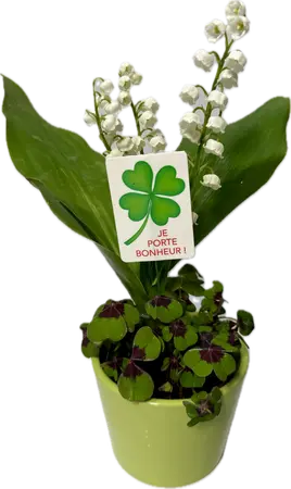 Trèfle à quatre feuilles avec muguet dans un pot en céramique vert