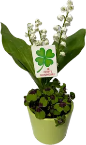 Trèfle à quatre feuilles avec muguet dans un pot en céramique vert