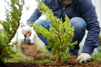 Tuinplanten