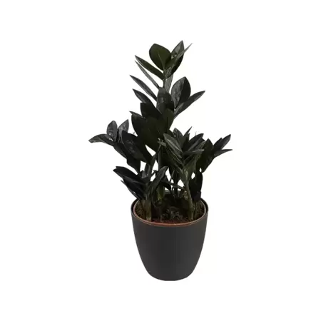 Zamioculcas Raven